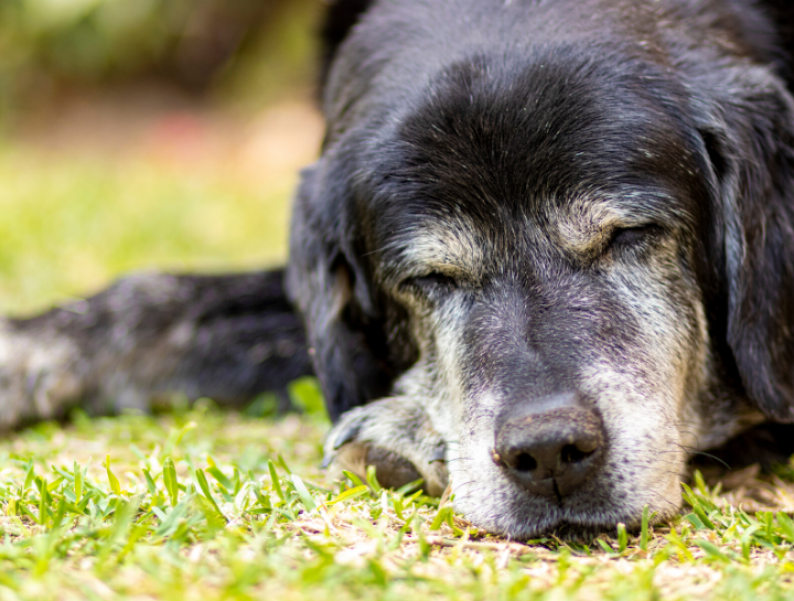 $City Elderly Dog & Cat Care