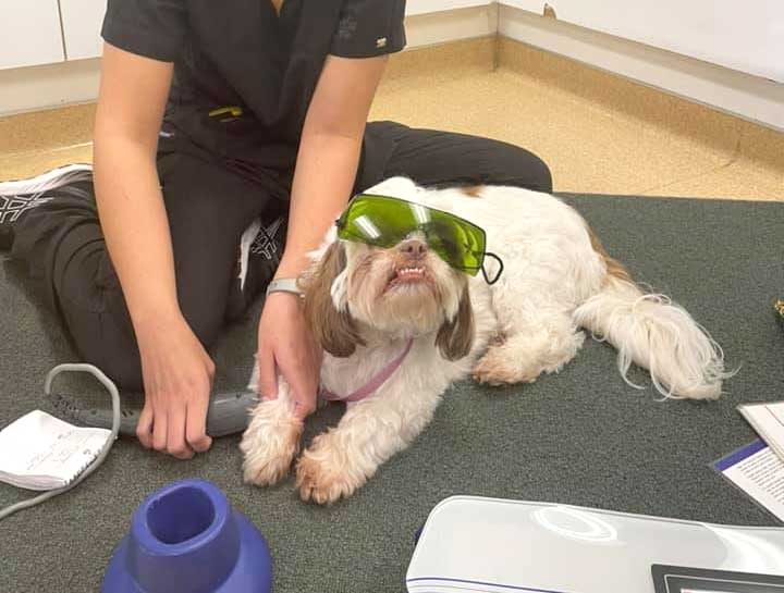 Laser Therapy for Dogs and Cats