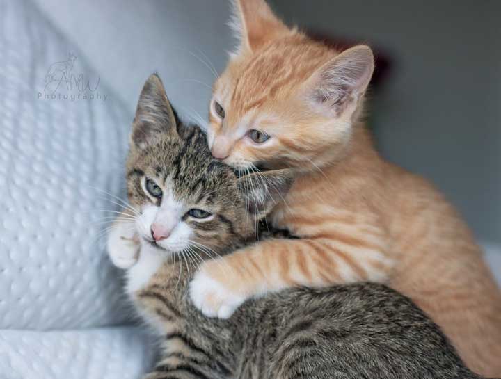 Puppy & Kitten Care 
